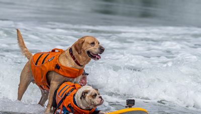 World Dog Surfing Competition set for Saturday in Pacifica