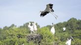 One tank trip: Reflect on the history while taking in Harris Neck National Wildlife Refuge