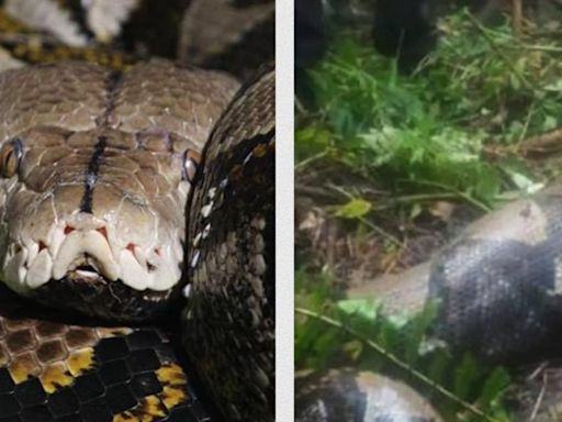 Reportan la muerte de una mujer al ser devorada por una serpiente