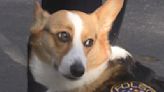 Meet Liberty the Corgi, a California police department's therapy canine