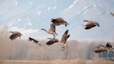 Comment period nears close for management plan on Minnesota's popular Lac qui Parle WMA - Outdoor News