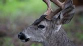 Hunter who bagged potential record deer under investigation