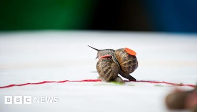 World Snail Racing Championships take place in Congham