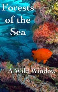 Wild Window: Forests of the Sea