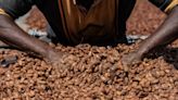 Cocoa Supplier Natra in Talks to Buy Chocolate Duo Gubor, Nutkao