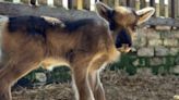Family farm park welcomes baby reindeer