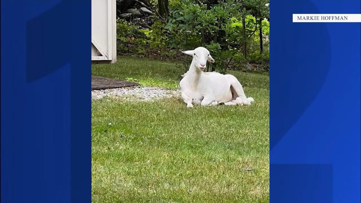 Watch: Sheep gets new sanctuary home weeks after escaping slaughter