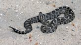 It is snake season in Pennsylvania. Here are the 3 venomous species to be aware of