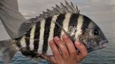 Sheepshead catch remains consistent in cold weather in Tampa Bay