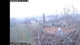 Watch: ‘Unwavering’ bald eagle mom protects eggs in West Virginia thunderstorm