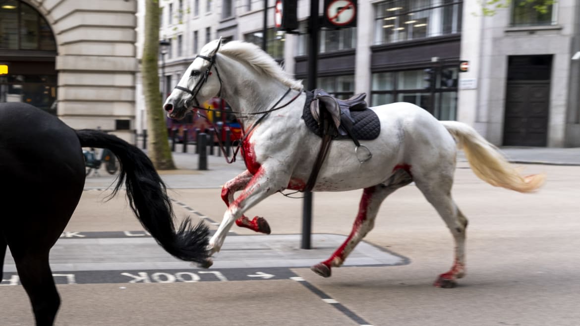 Bloodied Horse Seriously Injured but Alive, Army Says