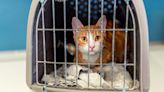 FDA Approves Drug To Calm Cats During Vet Visits