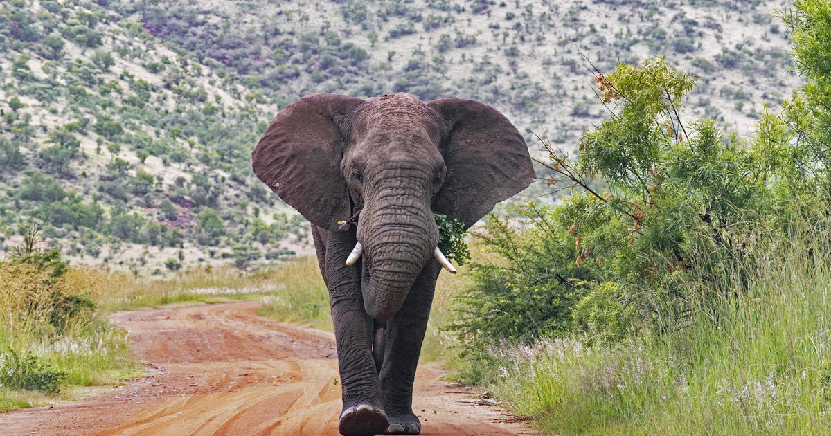 Elephants trample tourist to death after he left fiancée in car to take photos in South Africa