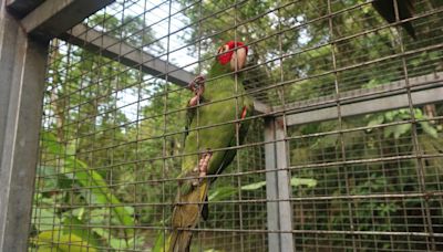 Las mascotas de origen salvaje amenazan la salud humana y la conservación de las especies