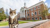A college puts the 'cat' into 'education' by giving Max an honorary 'doctor of litter-ature' degree
