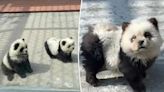 Zoogoers outraged to discover ‘panda’ exhibit was actually dogs dyed black and white