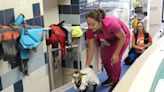 Young goat survives rare bone infection after visiting UF Large Animal Hospital