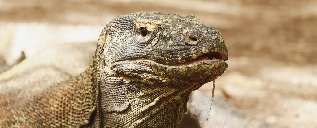 Komodo Dragon Teeth Have Iron Caps For Sharpness, Scientists Discover