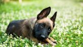 Belgian Malinois Puppies: Cute Pictures and Facts
