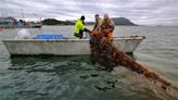 A farm off Lummi Island grows its crops underwater