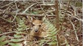 It’s the season of fawns in the U.P.