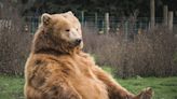Why it's time to embrace Fat Bear winter