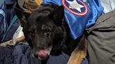 Beloved St. Francis police K9 dies after battle with rare nerve disorder