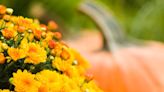 Master Gardener: Spring is the best time to plant mums for fall