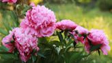 This simple method for propagating peonies will boost your plant collection for free