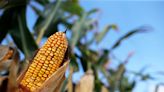 Coceral eleva previsão de safra de trigo da UE e Reino Unido; vê alta para milho Por Reuters