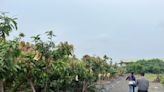低溫影響改良種芒果著果率 嘉市即起受理申請救助 | 蕃新聞