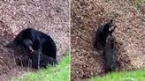 Watch a Black Bear Attack a Wild Hog in the Smoky Mountains