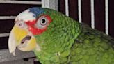 A 'potty-mouthed parrot' is up for adoption. 300 people came forward for the cursing conure.