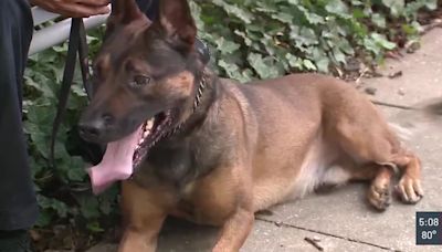 St. Louis County K9 back on job after overdosing