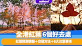 香港紅葉2022｜全港紅葉好去處推介6個！紅葉預測情報＋交通方法＋6大注意事項