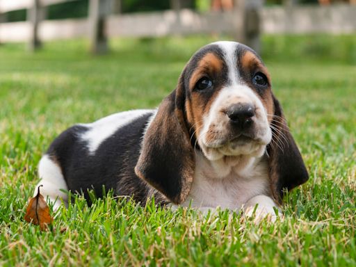 Basset Hound Puppy Lying Down to Enjoy the Sun Instead of Walking Is Brightening Timelines