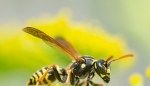 How to Get Rid of Wasps and Prevent Future Nests