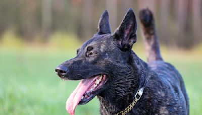 Retired Police Dutch Shepherd Abandoned at Shelter & She Deserves So Much Better