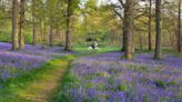 Where to see bluebells this spring