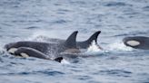 Orcas threw a yacht around 'like a rag doll' and ripped off both rudders, the latest example of a killer-whale attack