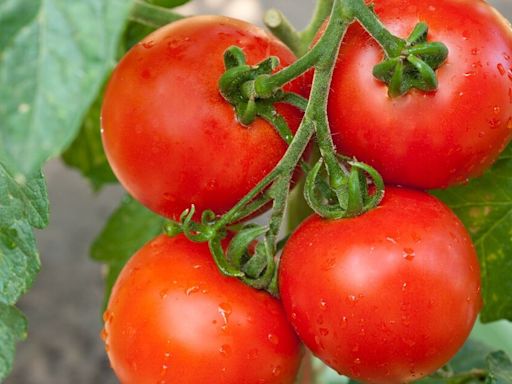 Tomatoes will grow bigger and sweeter when given one kitchen scrap they love