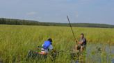 As Wisconsin’s wild rice season nears, here’s what to know about tribal and public harvesting and blue-green algae