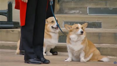 Cachorros da realeza: conheça os cães da raça Corgi, os favoritos da rainha Elizabeth II