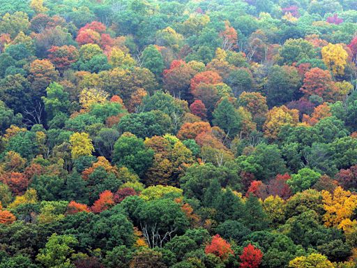 Happy Arbor Day! These 20 books will change the way you think about trees