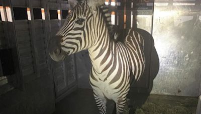 Watch: Zebra caught after nearly a week on the loose in Washington