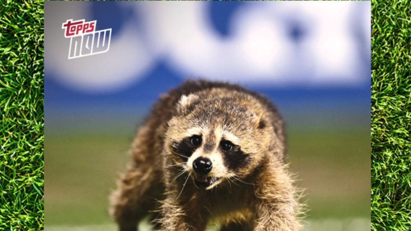 Raquinho the raccoon gets very own MLS Topps Now trading card