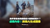 【錯誤】漁民捕獲超大龍蝦照片？AI生成圖像！網傳敘述為捏造虛構