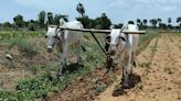 This Telangana Farmer Earns Rs 6,000 A Day Offering Bulls For Ploughing Fields - News18