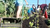 UC Berkeley accused of segregation by allegedly banning whites from community farm