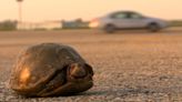 Don't hit turtles with your car this spring, MDC asks